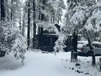 Cozy Cabin in the tall Pines! True mountain cabin vibes!