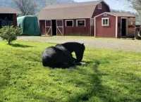 Tiny house experience with horses, goats and pigs. Near Sequoia National Park