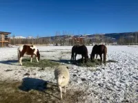 Tiny mountain house with country views