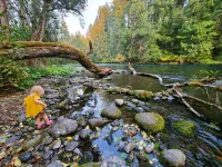 The North Bank Cabin,100ft private McKenzie Riverfront, Grill, 20min to Falls