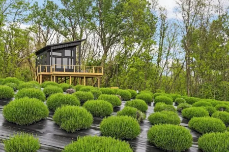Treehouse on a large lavender farm + all amenities!