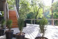 The Artisan - An Atelier in Nature's Canopy - Apartments