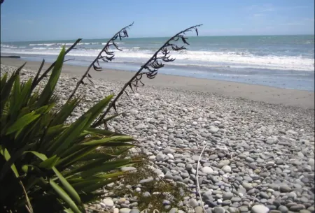 Buller Court on Palmerston