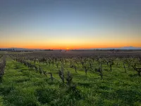 Historic finca in the vineyard near Felanitx 8-10 pers. Pool sauna heating