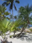 The Wild Orchid Resort - Moalboal - Beach