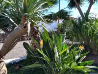 pretty apartment with sun terrace in the subtropical garden with WiFi and pool