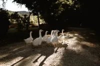 Le Radici - Olivo - Relax in Umbria, the heart of Italy