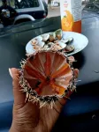 Hotel Mira d'Or amboaboaky toliara - Desayuno