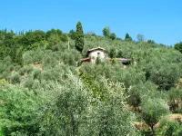 Iacopo