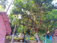 Golden Garden Hampi Hotels in Kamalapur