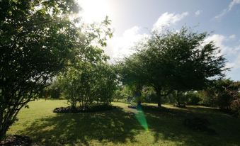 a lush green field with trees and grass , providing a serene and natural setting for the sun 's rays at Channel View