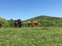 Charming Farmhouse on Beautiful Horse Farm