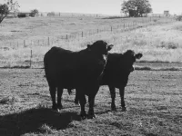 Owl's Nest : Views & Comfort 9 Miles from Durango *Sanitized & High Speed Wi-Fi* Hotel a La Plata County