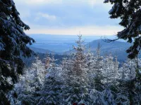 The Harz Mountains - relaxation, nature or activity - Swiss stone pine strengthens your well-being