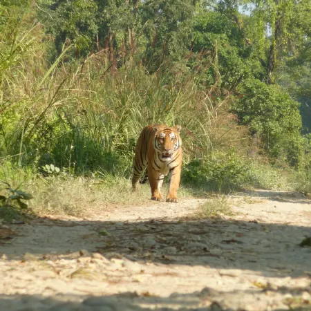 Kingfisher Jungle Trekking Tour