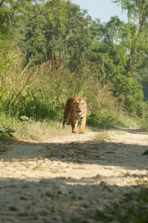 Kingfisher Jungle Trekking Tour Отели рядом с достопримечательностью «Chitwan Jungle Safari»