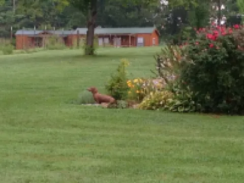 Overlook a Slice of Heaven Near Dale Hollow Lake - Unit B - Pet Friendly