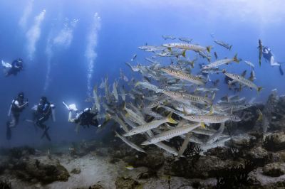 その他 フォーラ ダイビング リゾート パタヤ ビーチの写真