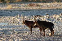 Etosha Mopane Safari Lodge - С баром