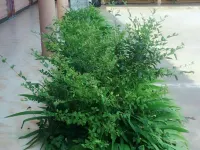 Yanyuan Caohai Juyuan Inn