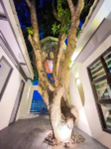 Treehouse Angeles - Resort