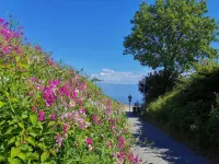 Vacation apartment Ostseewelle, 50m to the sea