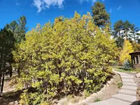 Spacious new guest house in the pines (sunshine and trails)