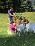 Stay with goats!