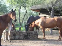 Off Beat Safaris Bush Lodge Hotels in Hoedspruit