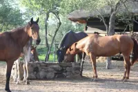 Off Beat Safaris Bush Lodge