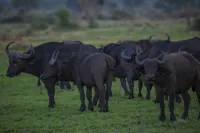 Embogo Lodges Hotels in Kinkiizi