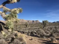 Secluded home in the Joshua Tree Forest close to the Grand Canyon West Skywalk Hotels in Meadview