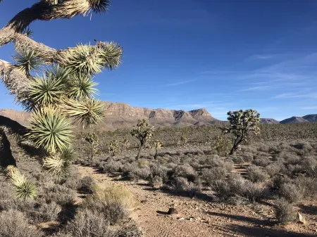 Secluded home in the Joshua Tree Forest close to the Grand Canyon West Skywalk Отели в г. Мидвью