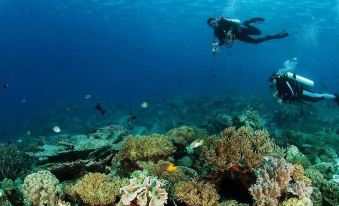 a diver is swimming in a coral reef , surrounded by various fish and other marine life at Sinar Harapan