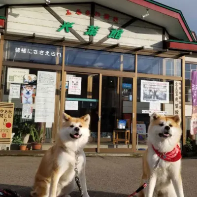 Furusawa Onsen Koyokan Hotels near Akita Dog Visitor Center