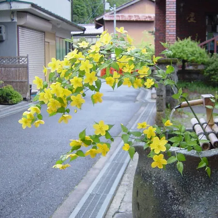 Hana Akari No Yado Yanagiya