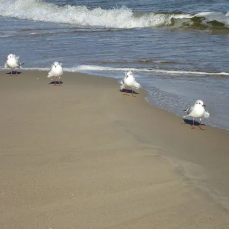 2 bedroom apt. 36 sqm swimming pool u. Sauna about 8 minutes walk z. Beach Wi-Fi