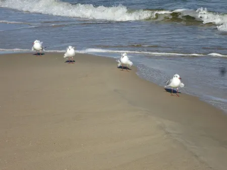 2 bedroom apt. 36 sqm swimming pool u. Sauna about 8 minutes walk z. Beach Wi-Fi