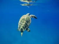 Fully Renovated Beachfront Condo Overlooking a Beach Sanctuary