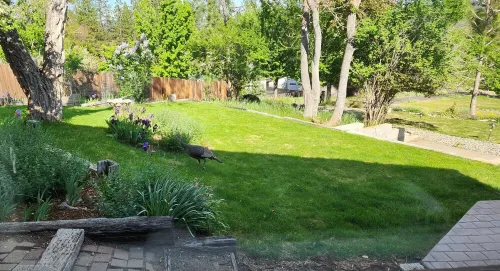 I-5 adjacent Bigfoot-themed Home