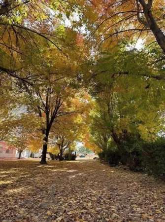 Lonestar Luxury Guesthouse