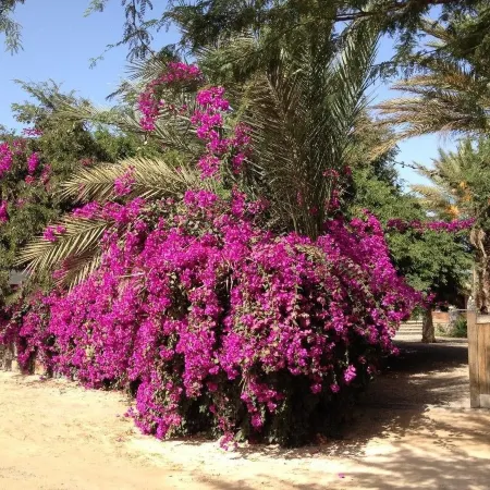 Villa Morabeza Guest House