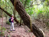 Matumi Trail Forest Lodges - Matumi and Mitzeeri Hotels in Mopani