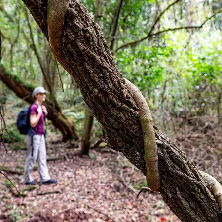 Matumi Trail Forest Lodges - Matumi and Mitzeeri