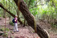 Matumi Trail Forest Lodges - Matumi and Mitzeeri Hotels in Tzaneen