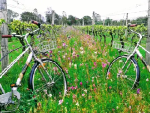 Olive Tree Cottage, Martinborough Hotels in Martinborough