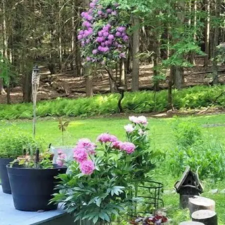 Mai's Cabin!