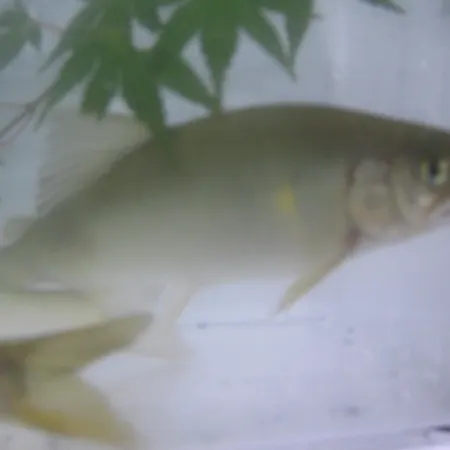 Kotaso
