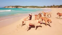 Eco Lodges Chalets Tropicales Playa Macao - Beach