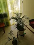 Roommate for Rent in Flic en Flac 블랙리버 호텔